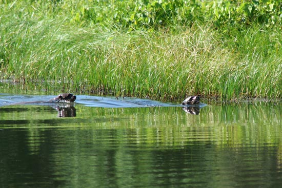 Giant Otter, Cocha Blanco Oxbow Lake, Manu